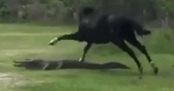horse alligator fight