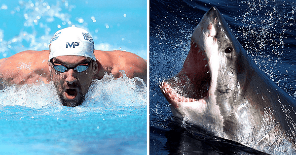 Michael Phelps race shark