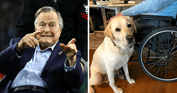 george hw bush service dog