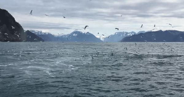 alaska whales humpack