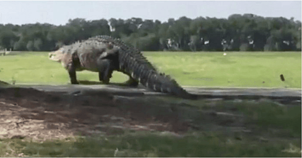 Chubbs florida golf course Alligator