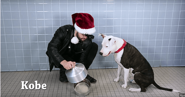 shelter dogs magic tricks