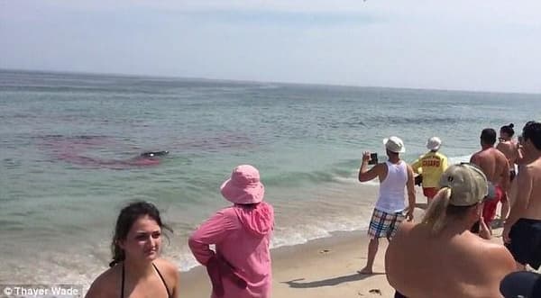 shark attack