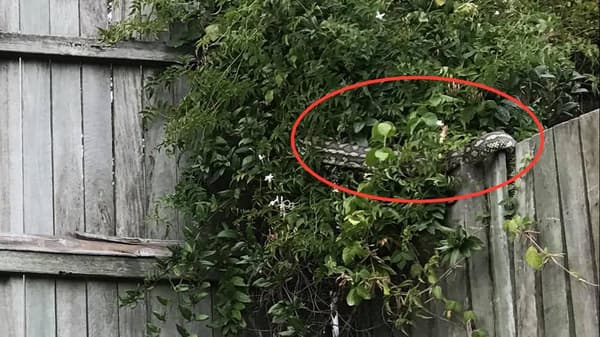 spot the snake
