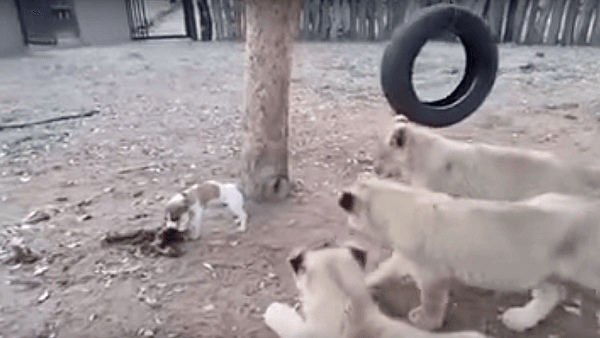 Little dog vs 3 lions!