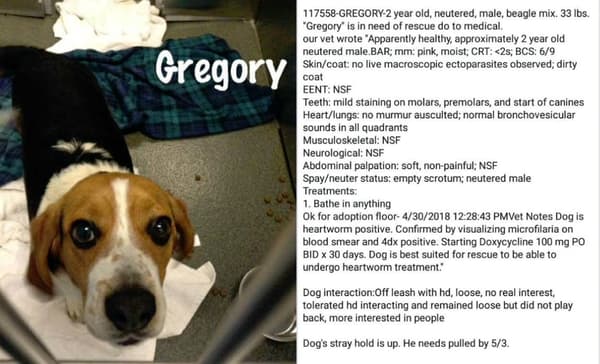 Gregory Beagle