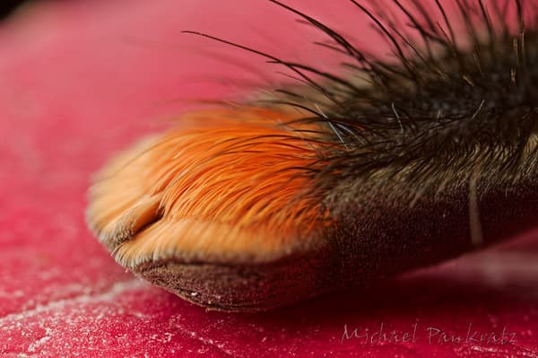 spider paws