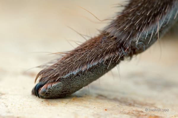 spider paws