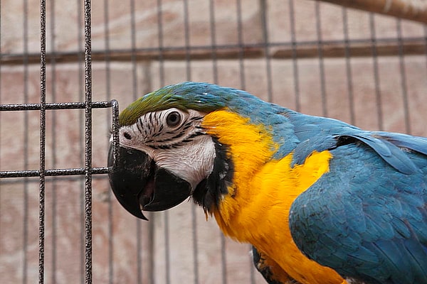 joke, parrot, burglar, robbery