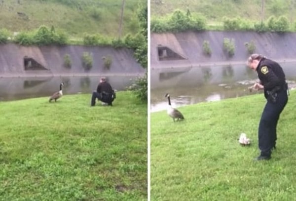 police rescue, gosling