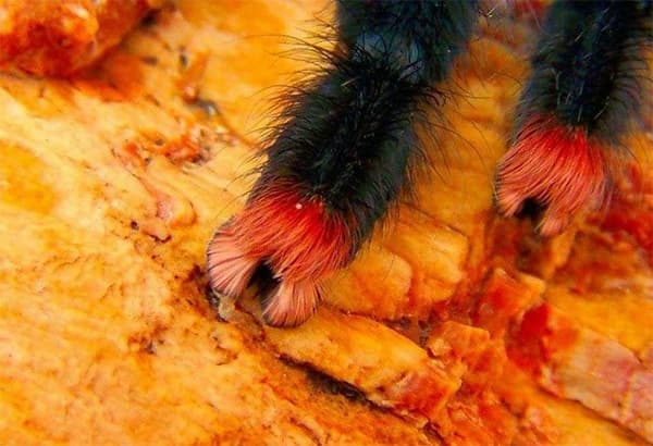spider paws