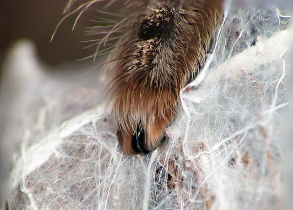 spider paws
