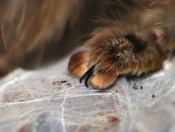 spider paws
