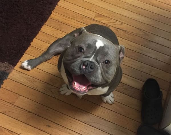 rescue dog