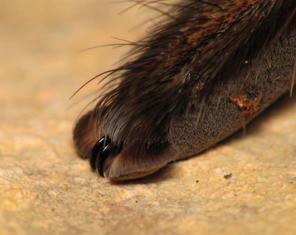 spider paws