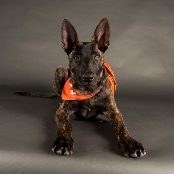 Puppy Bowl