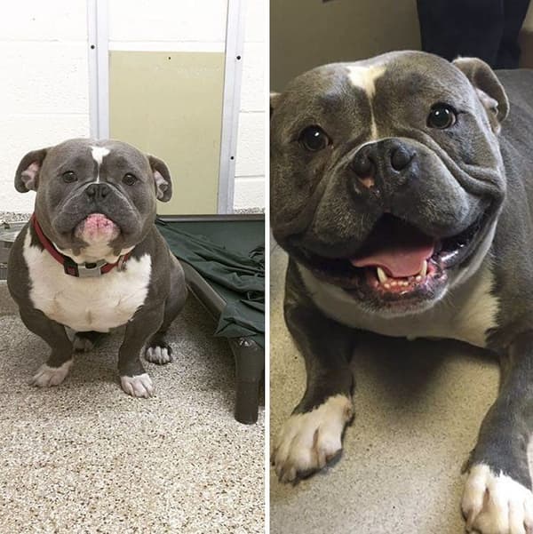 rescue dog