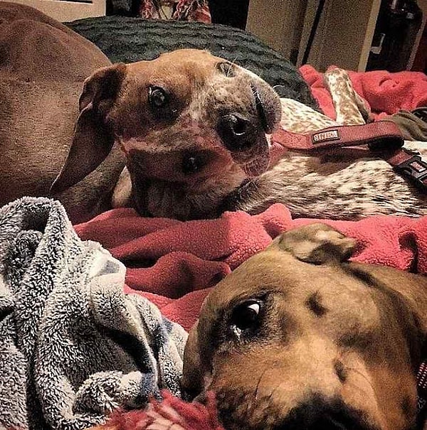 dog optical illusion