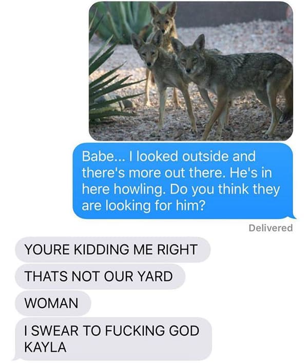 Coyote