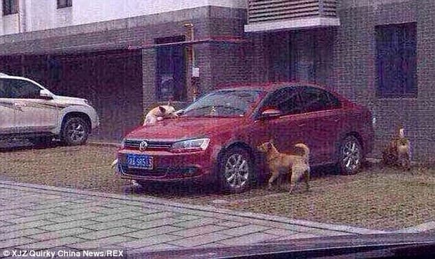 dogs3