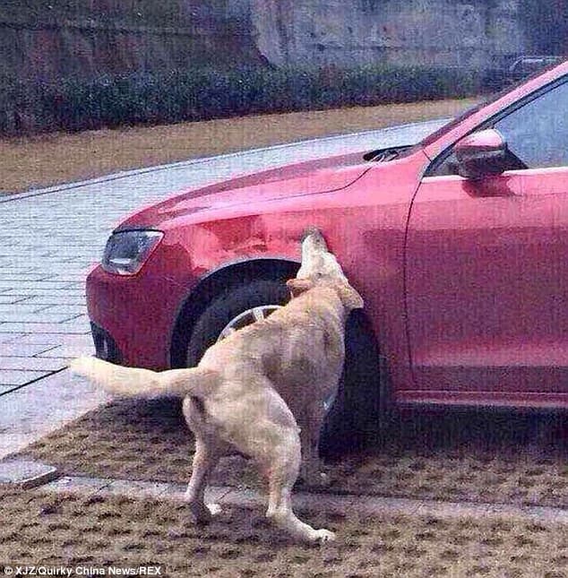 dogs4