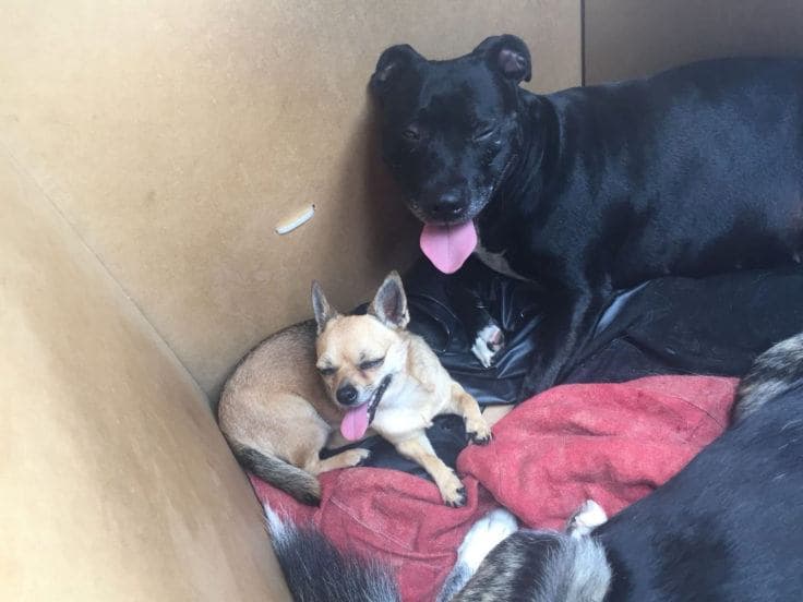 dogs hot car