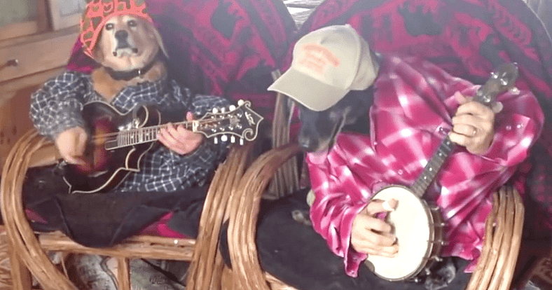 dogs playing banjos
