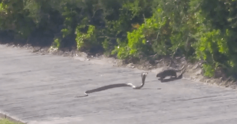 Mongoose hunts cobra