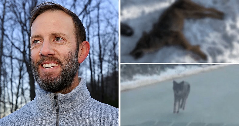 Hero dad Ian O'Reilly kills rabid coyote with bare hands