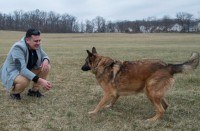 military dog,