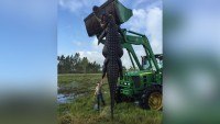 alligator, Florida, cattle,