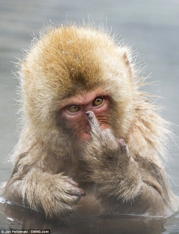 Middle finger monkey