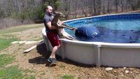 deer, pool, rescue