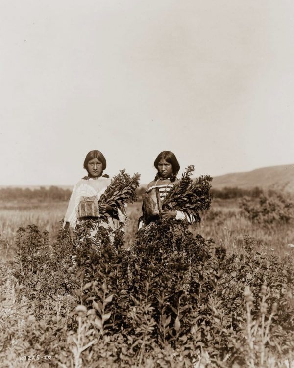 Two Piegan girls gather the goldenrod plant, in 1910.