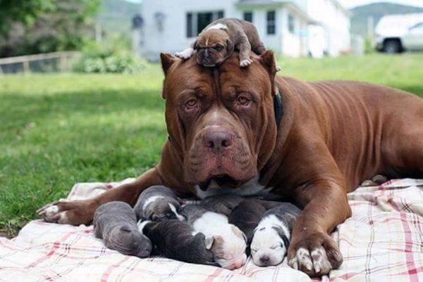 Cane Corso Puppies