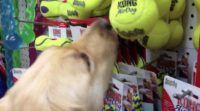 rescue dog, toy shopping