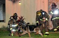 dog saves children, firefighters