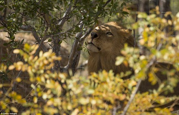 lion rescue, Animal Defenders International