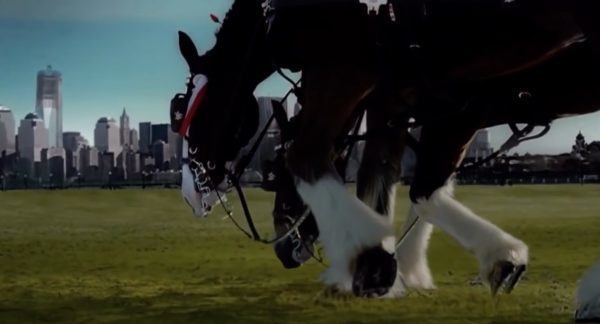 Clydesdales 9/11