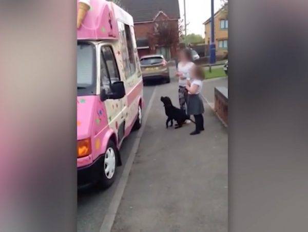 ice cream truck, ice cream for dogs