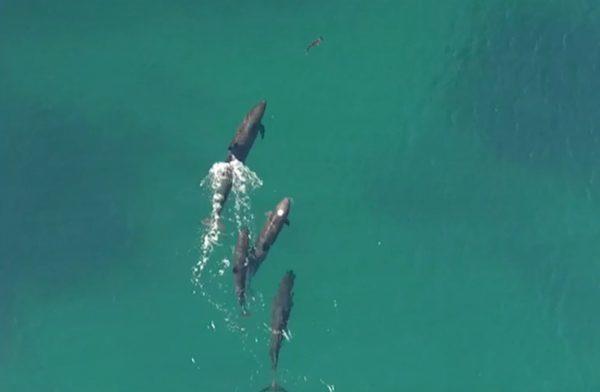 Whales hunt shark