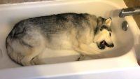 husky bath