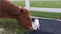 cat, horse, best friends