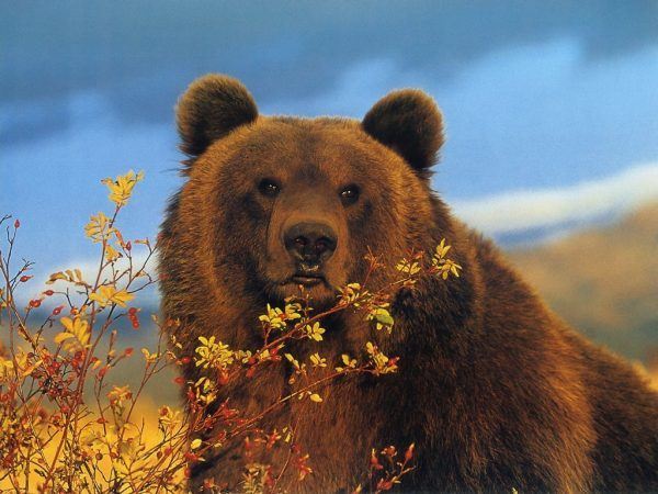 brown bear, bear attack, bear charging