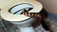 Snake Toilet