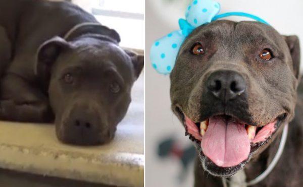 shelter dog, transformation