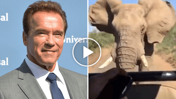 Arnold Schwarzeneggar, elephant, safari,