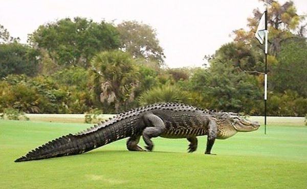 alligator, golf game, Florida golf course, golf