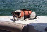 gulf of mexico, missing dog,