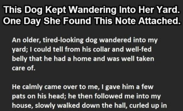joke, dog, neighbor, nap